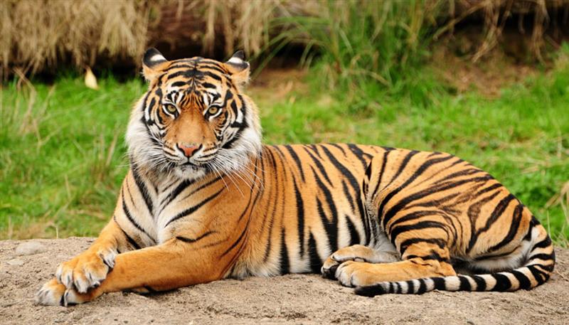 La tigre del Bengala, scattante nell'afferrare la preda...